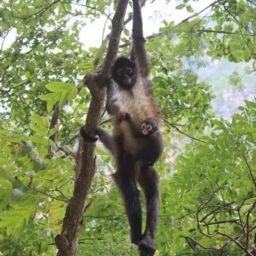 Hike in the Lacandona Jungle with a Lacandon Guide - Cascada de las Golondrinas - Palenque