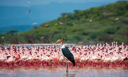 Día 04 – Lago Nakuru – Maasai Mara