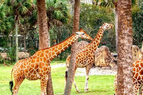 Jacksonville Zoo and Gardens | Timucuan Ecological and Historic Preserve | Cena en Orsay