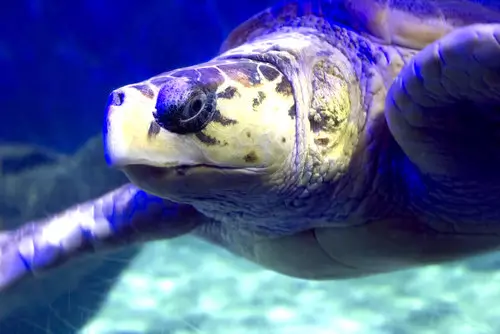 Virginia Beach Boardwalk | Neptune’s Park | Virginia Aquarium & Marine Science Center