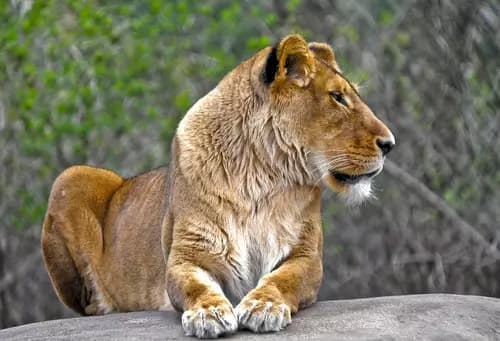Henry Vilas Zoo | Lago Mendota | UW-Madison Geology Museum