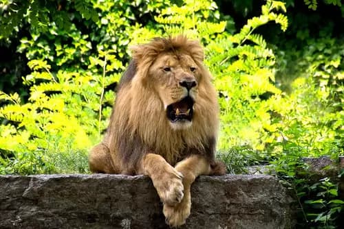 Buffalo Zoo | Hoyt Lake | Buffalo River History Tours