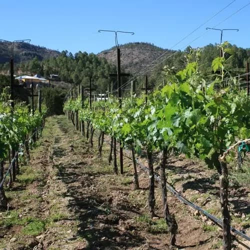 Divisadero - Transfer to Cerocahui - Vineyards and Jesuit Mission - Bahuichivo