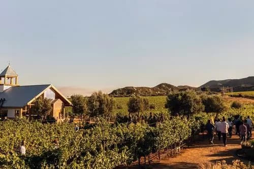 EXPERIENCIA HAZ TU PROPIO VINO EN SANTO TOMAS
