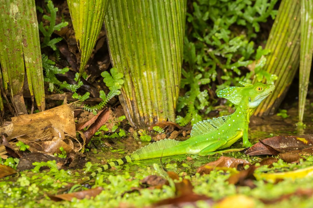 Costa Rica Eco-Friendly