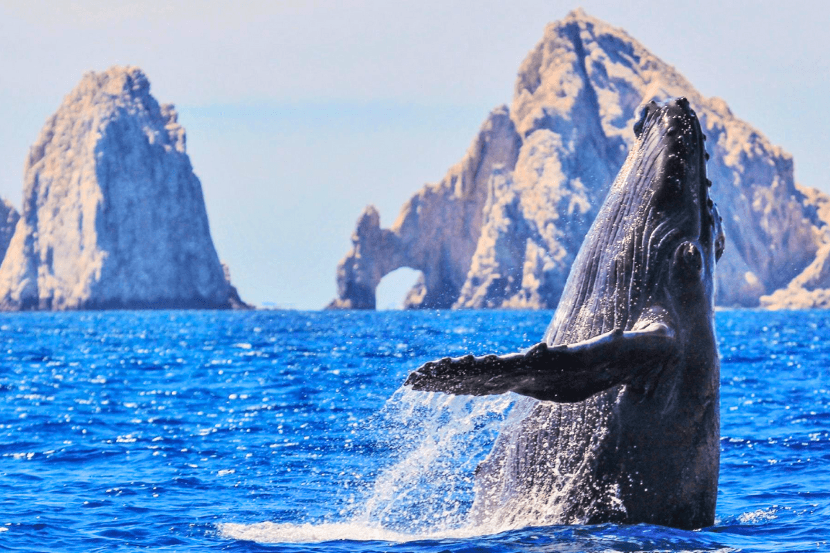 Whales, Cabo, La Paz – 5 Days, 4 Nights Superior Cat