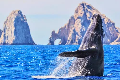 Whales, Cabo, La Paz – 5 Days, 4 Nights Superior Cat - Baja California Sur