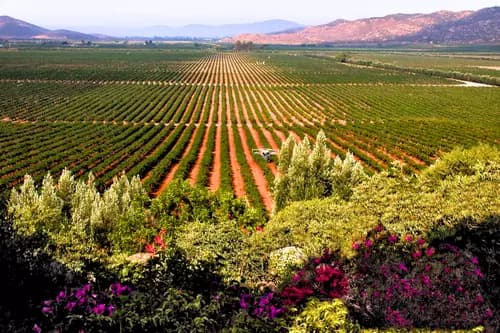 La Ruta del Vino en Valle de Guadalupe Oro - Valle de Guadalupe y la Ruta del Vino