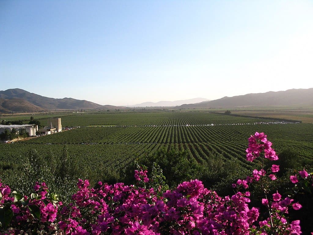 La Ruta del Vino en Valle de Guadalupe Plata