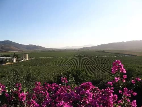 La Ruta del Vino en Valle de Guadalupe Plata - Valle de Guadalupe y la Ruta del Vino