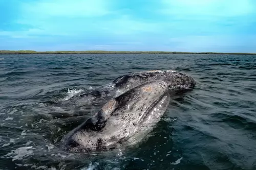 Whale Tour