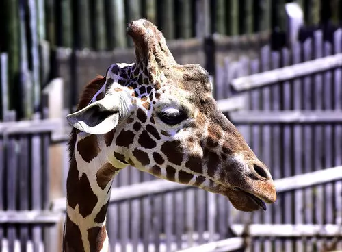 Druid Hill Park | Maryland Zoo | Baltimore Museum of Art