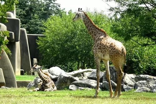 Louisville Zoo | Kentucky Science Center | Jack Fry's