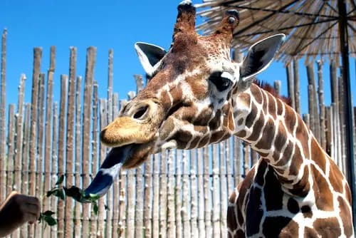 Indian Pueblo Cultural Center | Rio Grande Nature Center State Park | Visitar ABQ BioPark Zoo