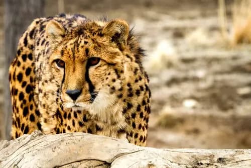 Wilbur D. May Center | Animal Ark | Meadowood Mall