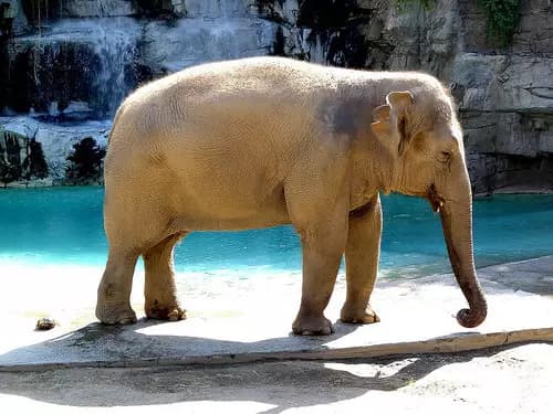 Fresno Art Museum | Fresno Chaffee Zoo | Meux Home Museum