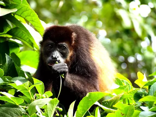 Playa Avellanas | Monkey Park | Paseo por Calle Central
