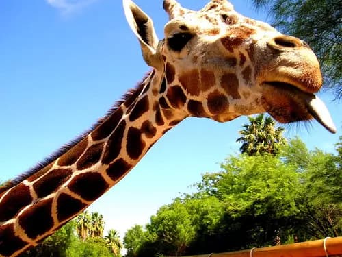 Pima Air & Space Museum | Reid Park Zoo | Gates Pass