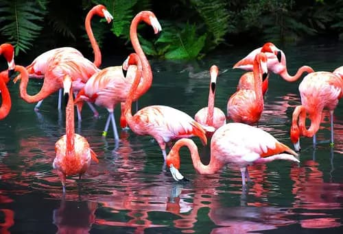 Mote Marine Laboratory & Aquarium | Sarasota Jungle Gardens | Cena en Shore