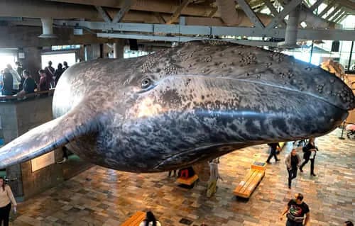 Monterey Bay Aquarium | Pacific Grove Museum of Natural History | Cannery Row