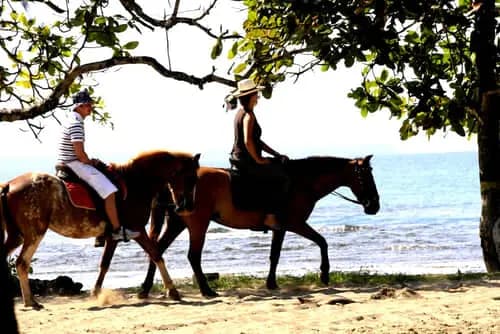 Centro de Rescate Jaguar | Playa Cocles | Restaurante Taylor´s Dine & Grill