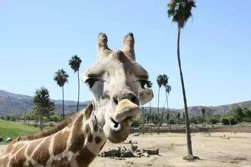 Visiting Day at the San Diego Zoo. Tips!