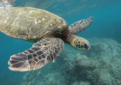 Excursión a Tortuguero desde San José PK
