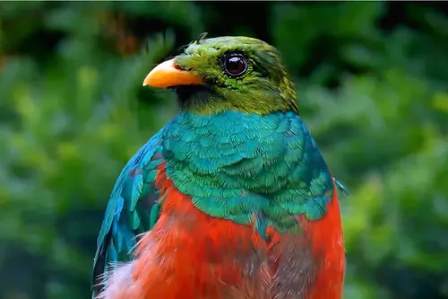 Monteverde tour Reserva Privada Bosque Nuboso PK
