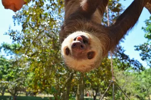 Sloths, Monkeys, and Parrots oh my…and don't forget honey bears!