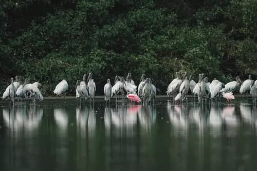 Acapulco Diamante Laguna de Tres Palos