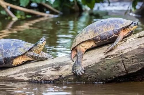 San José to Tortuguero (Mawamba Lodge) PK